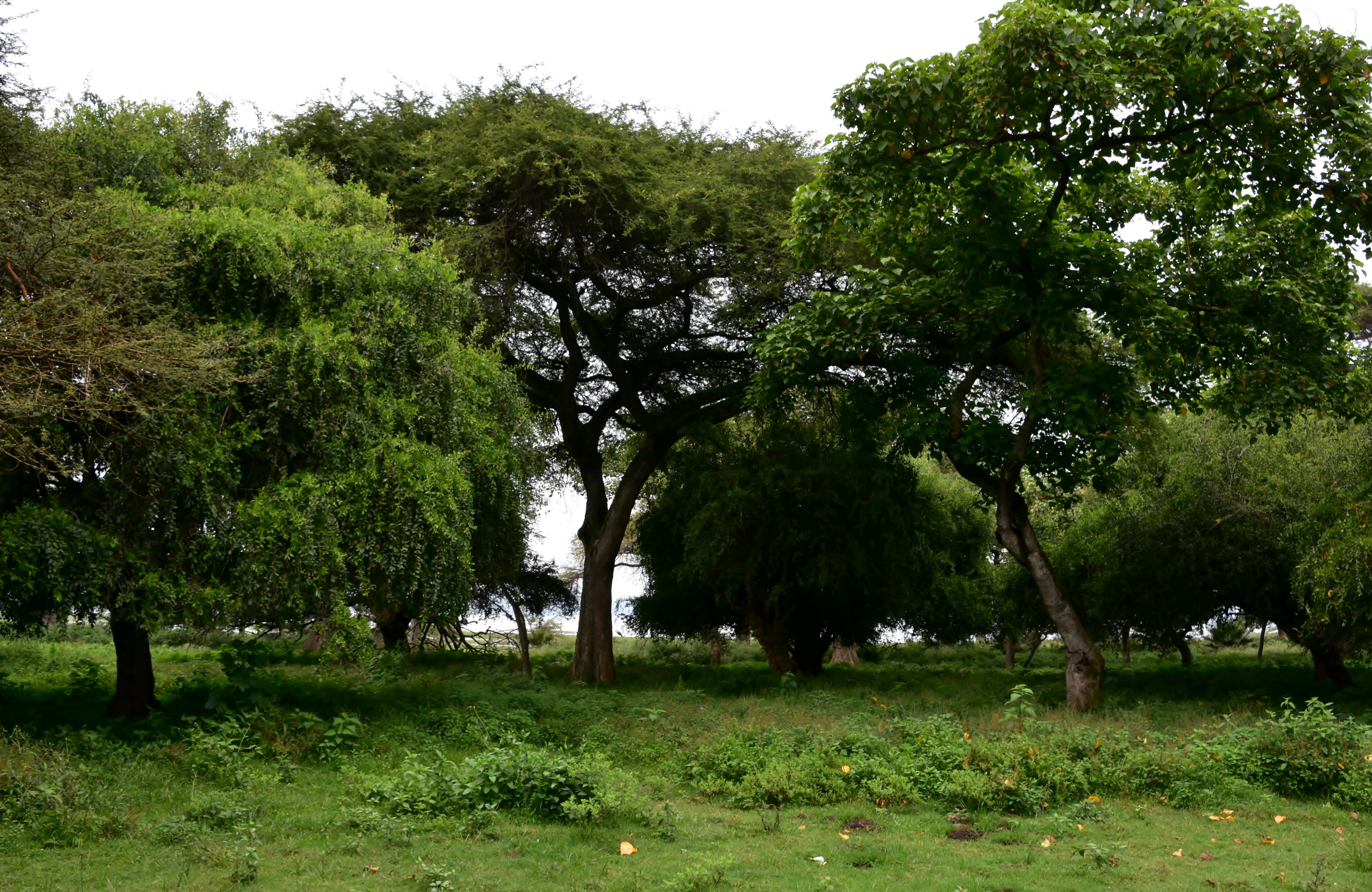 Millennium park Hawassa